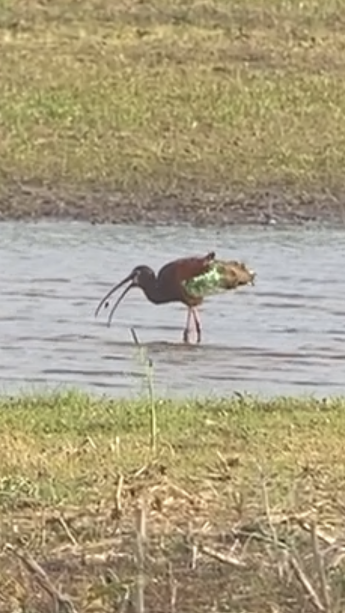 White-faced Ibis - ML342397371