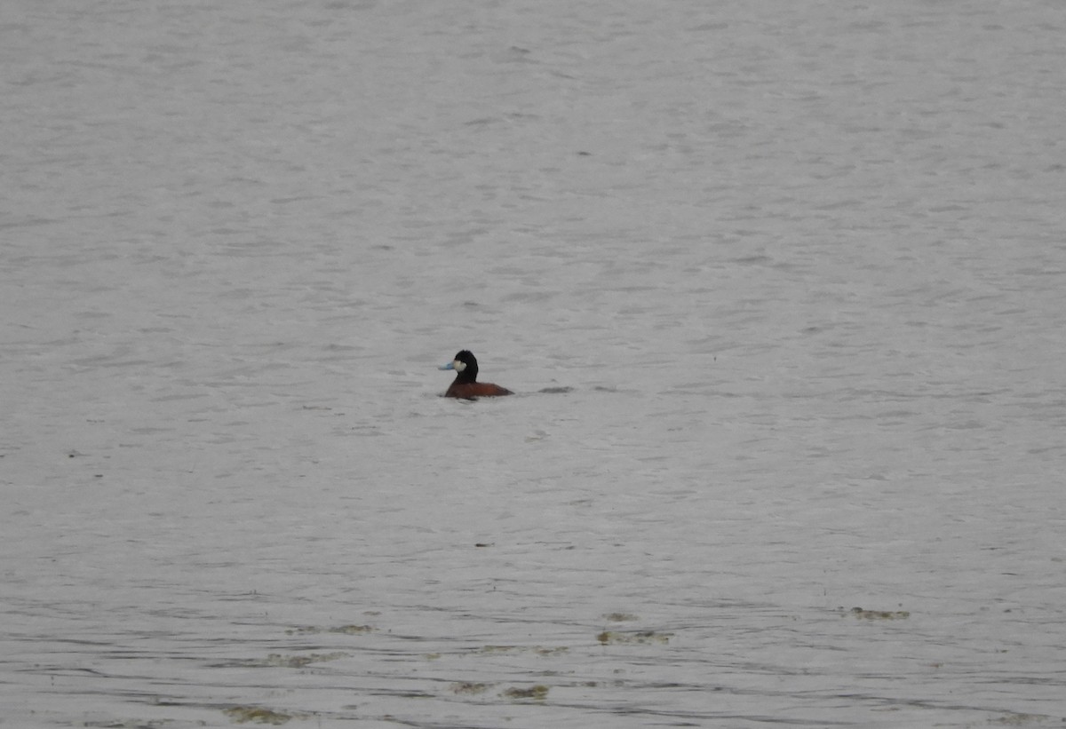 Ruddy Duck - ML342397581