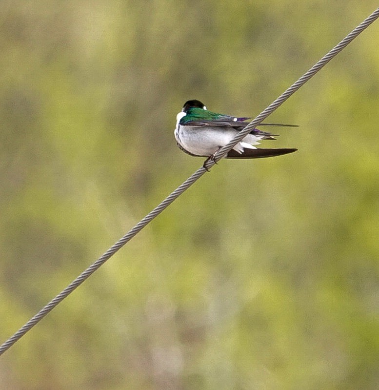 Violet-green Swallow - ML342397831