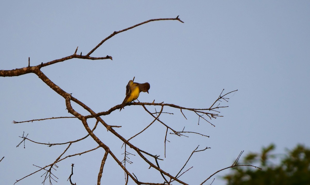 Great Crested Flycatcher - ML342399071