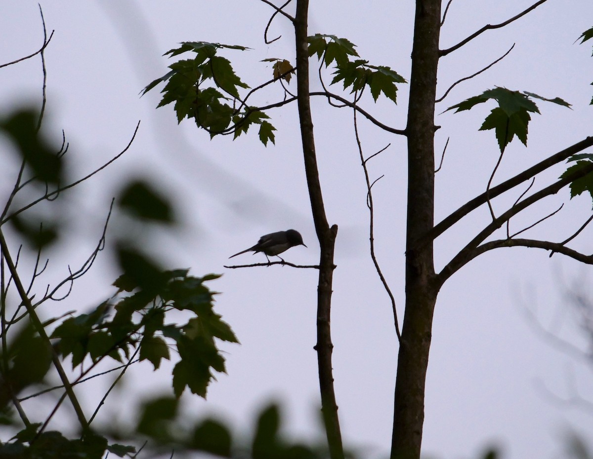 Blue-gray Gnatcatcher - ML342399231
