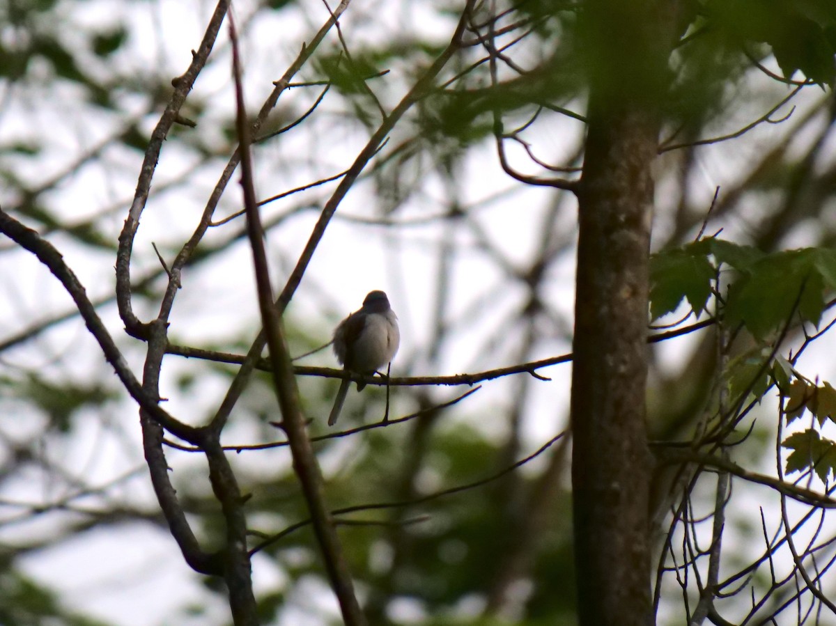 Blue-gray Gnatcatcher - ML342399281