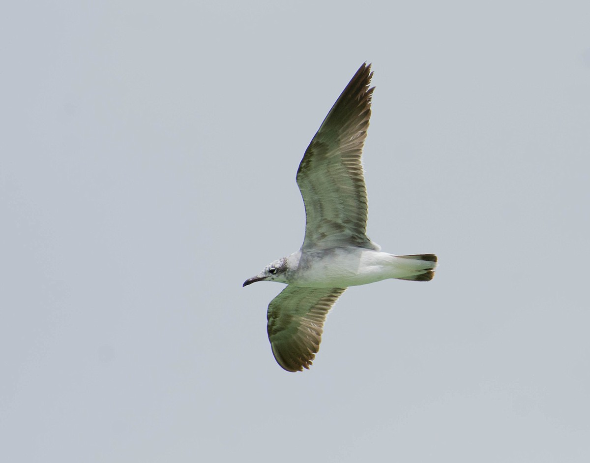 Mouette atricille - ML342399341