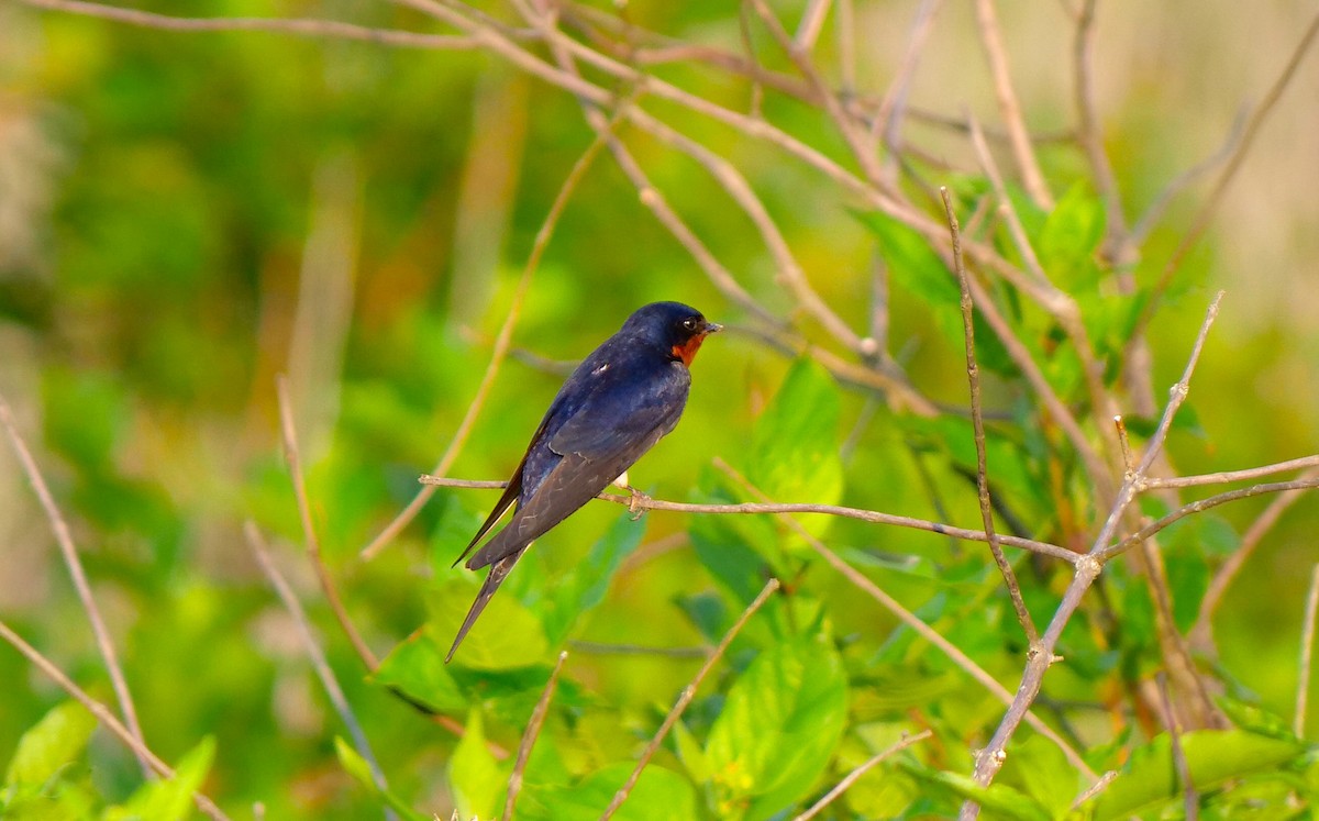 Barn Swallow - ML342399351