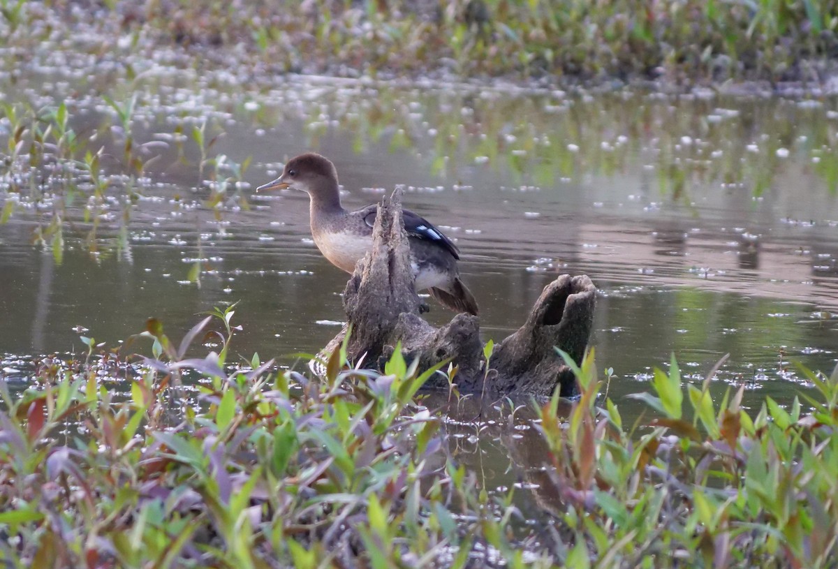 Hooded Merganser - ML342400531