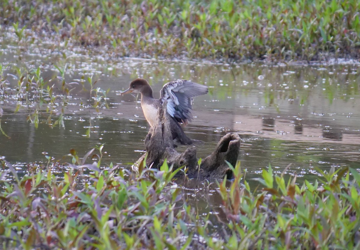 Hooded Merganser - ML342400541