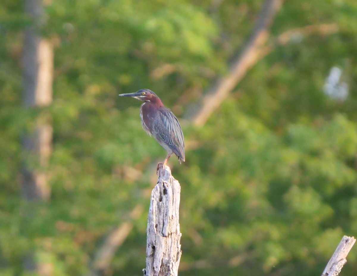 Green Heron - ML342400661