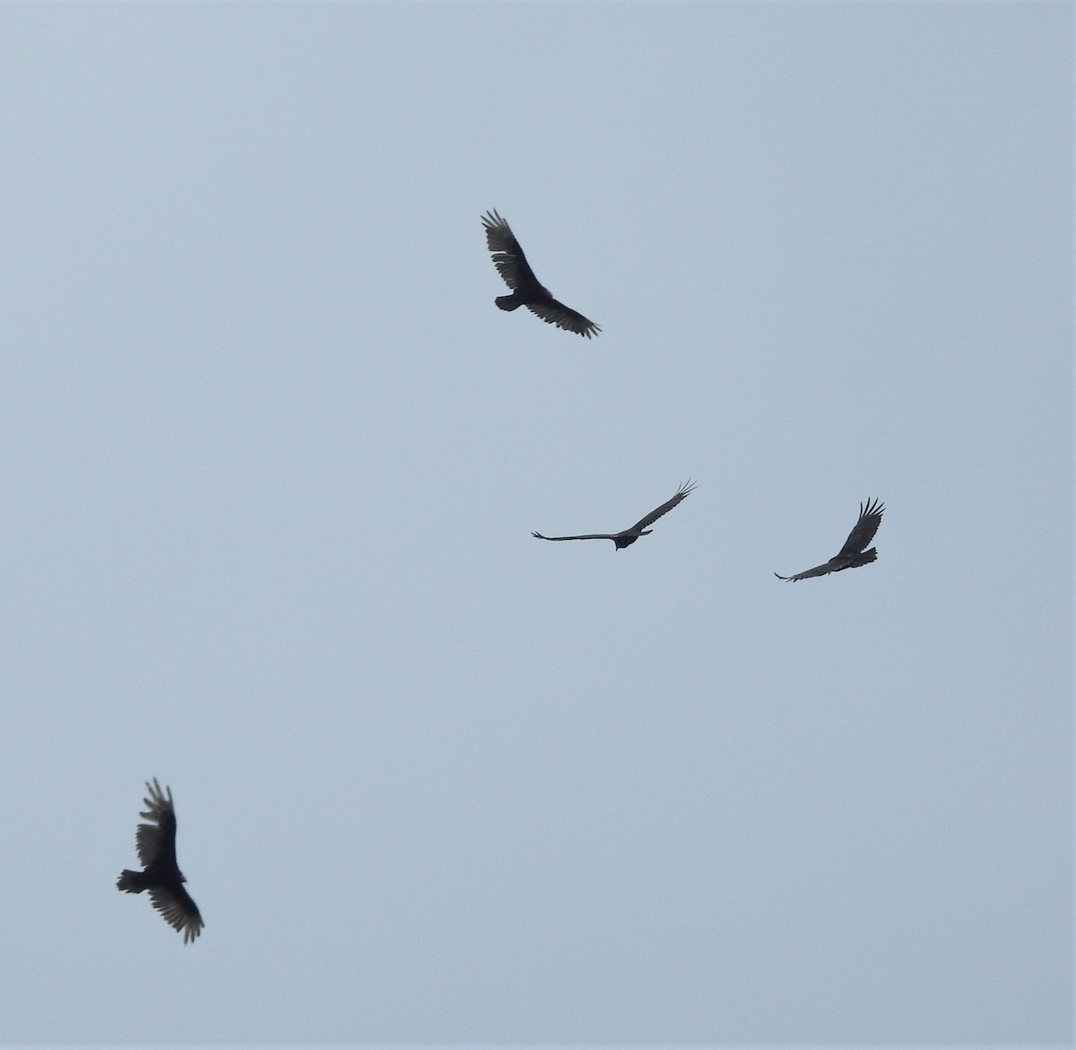 Turkey Vulture - Diane Stinson