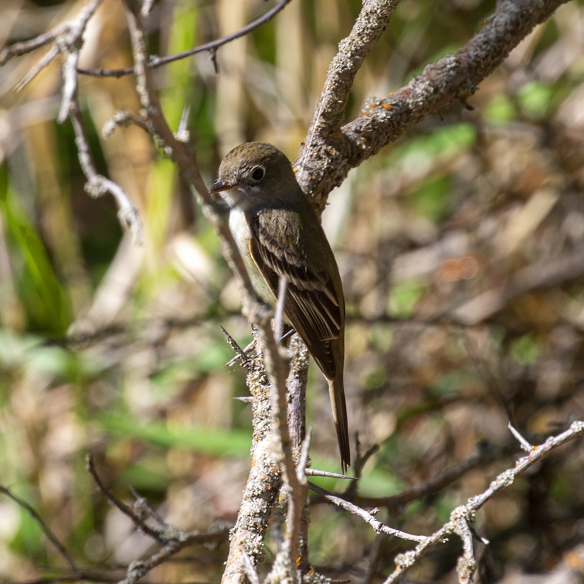 Least Flycatcher - ML342407301