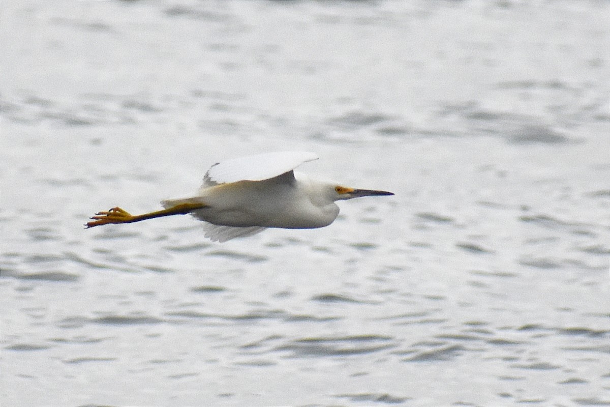 Snowy Egret - ML342407461