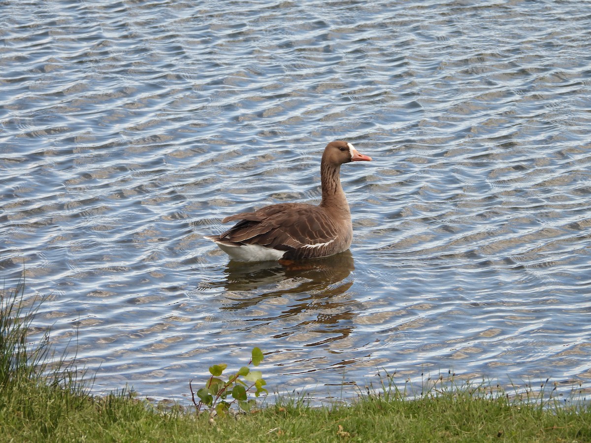 Greater White-fronted Goose - ML342408261