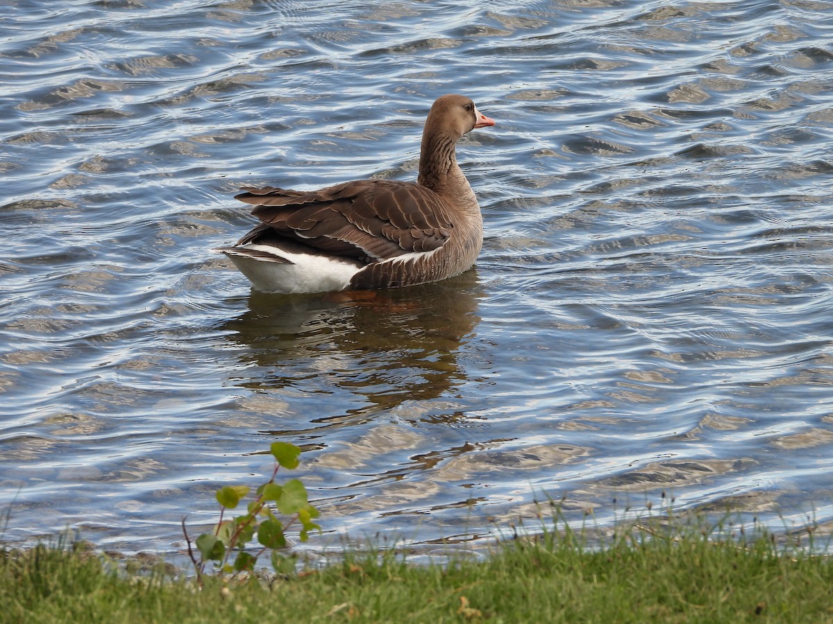 Greater White-fronted Goose - ML342408301