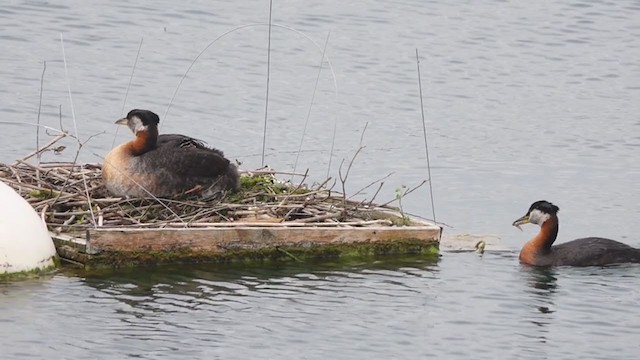 Red-necked Grebe - ML342408621