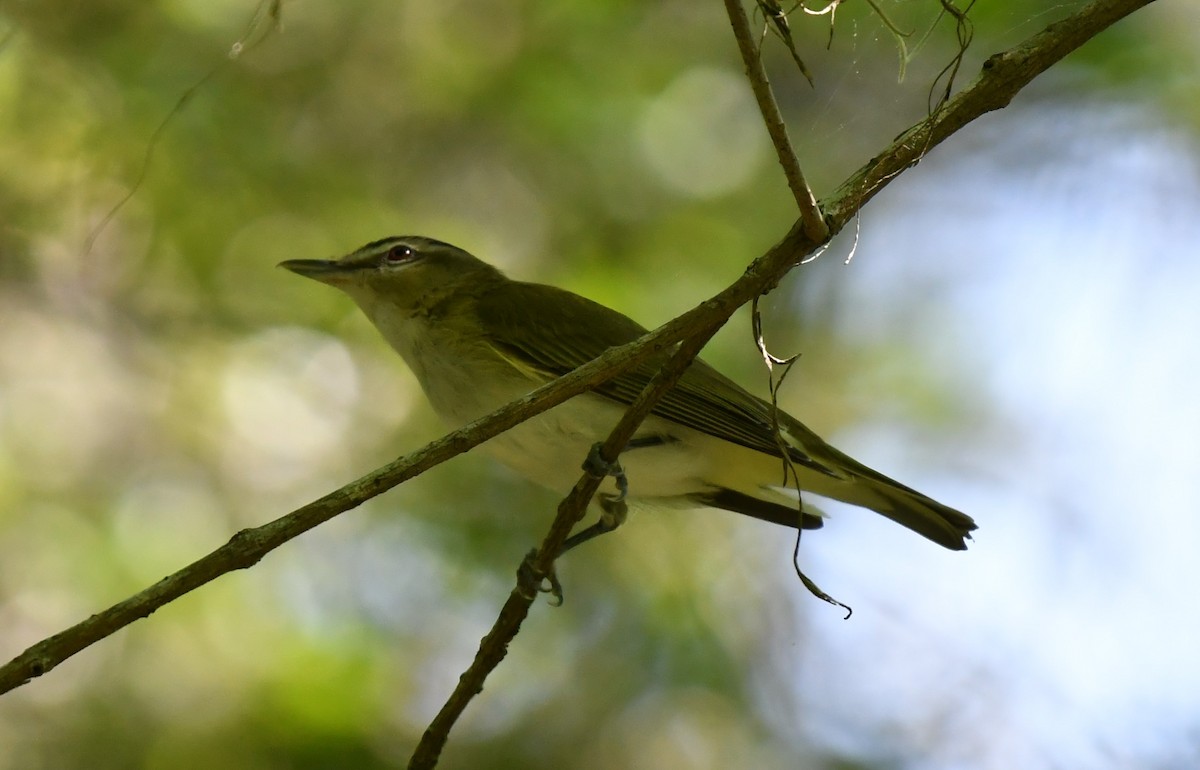 Red-eyed Vireo - ML342409371