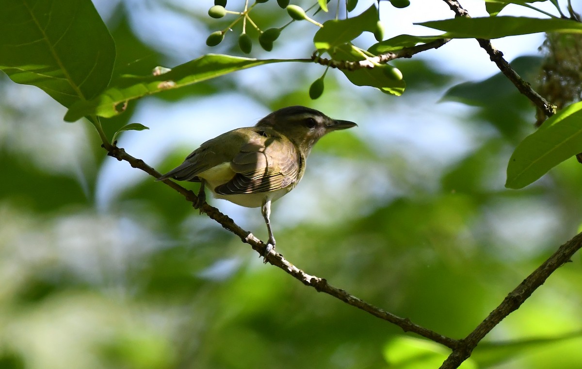 Red-eyed Vireo - ML342409381