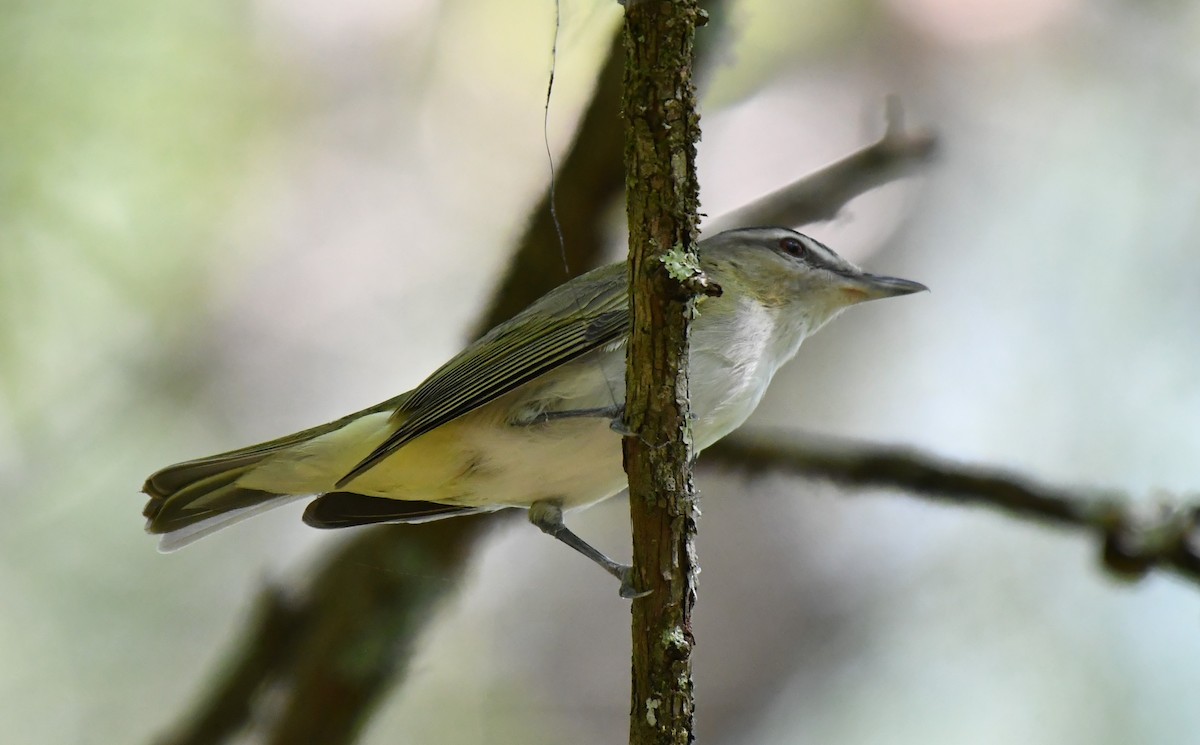 Red-eyed Vireo - ML342409391