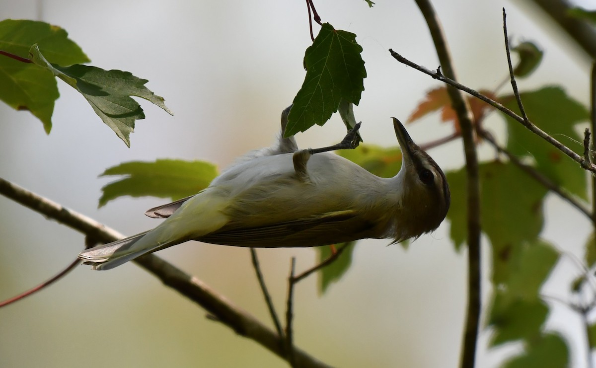 Red-eyed Vireo - ML342409411