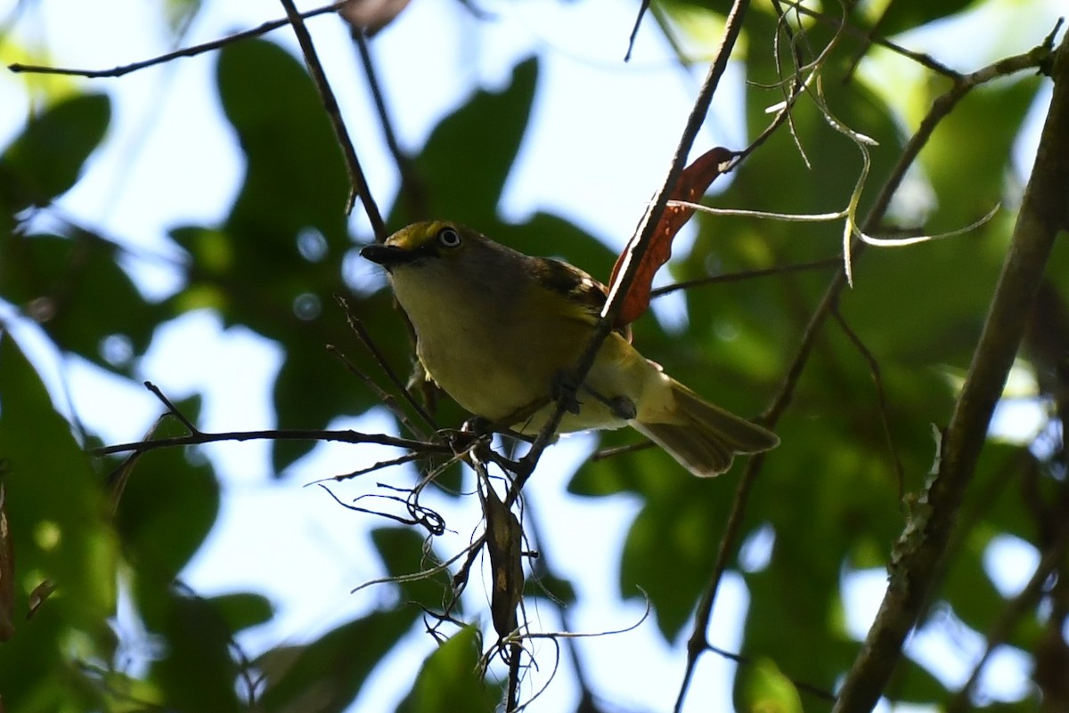 White-eyed Vireo - ML342409771