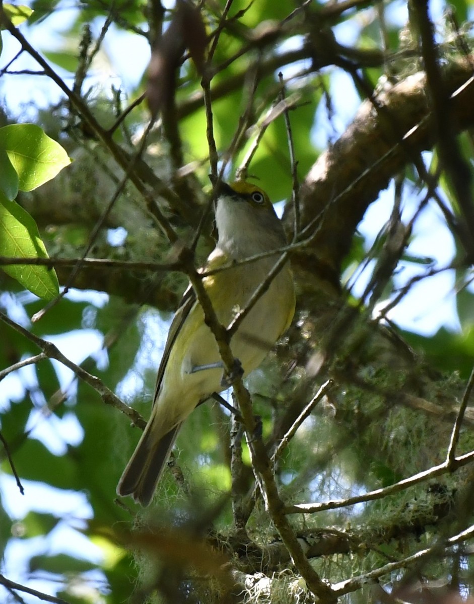 White-eyed Vireo - ML342409781