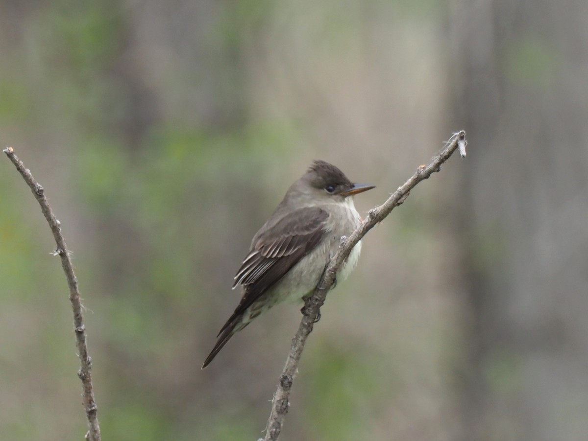 Olive-sided Flycatcher - Todd Deininger