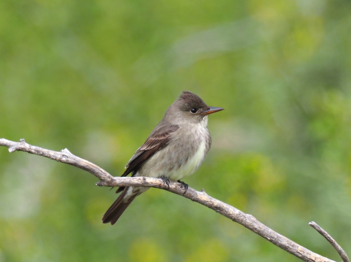 Olive-sided Flycatcher - Todd Deininger