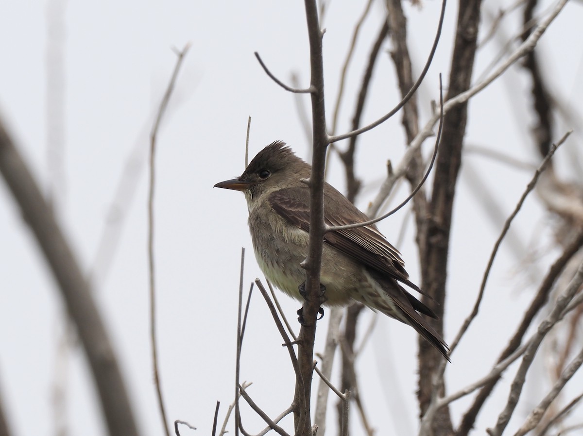 Olive-sided Flycatcher - Todd Deininger