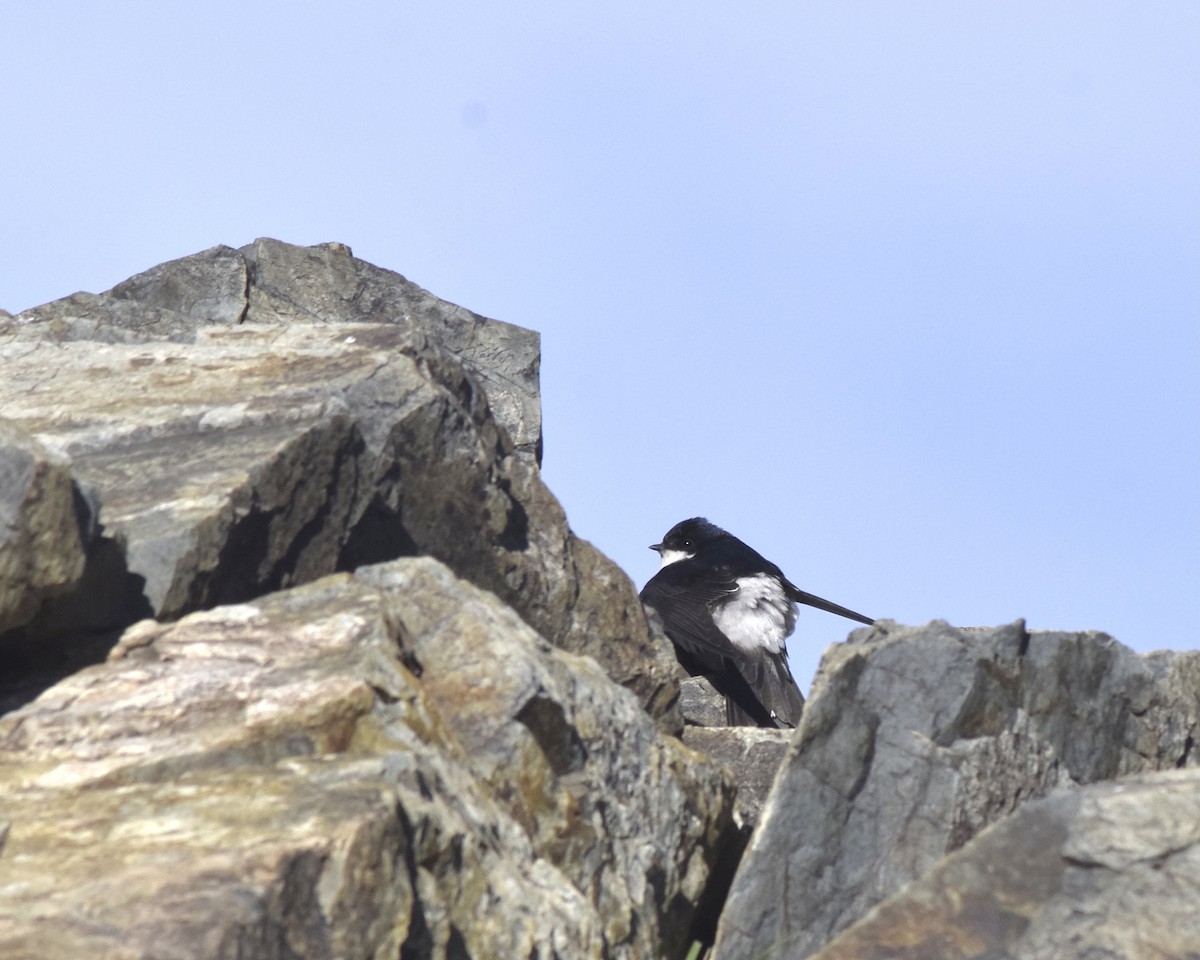 Western/Siberian House-Martin - ML342410211