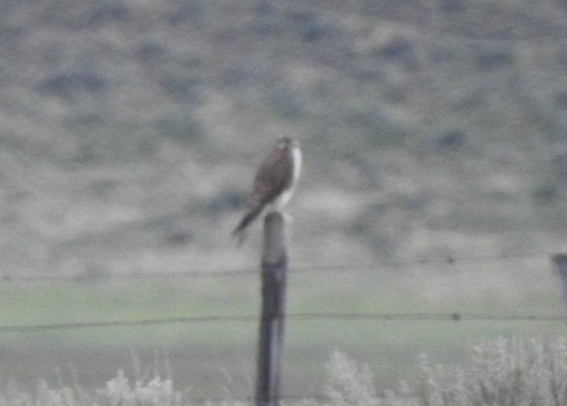 Prairie Falcon - ML342410241