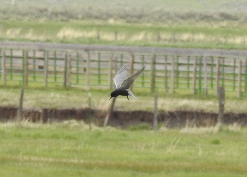 Black Tern - ML342410261