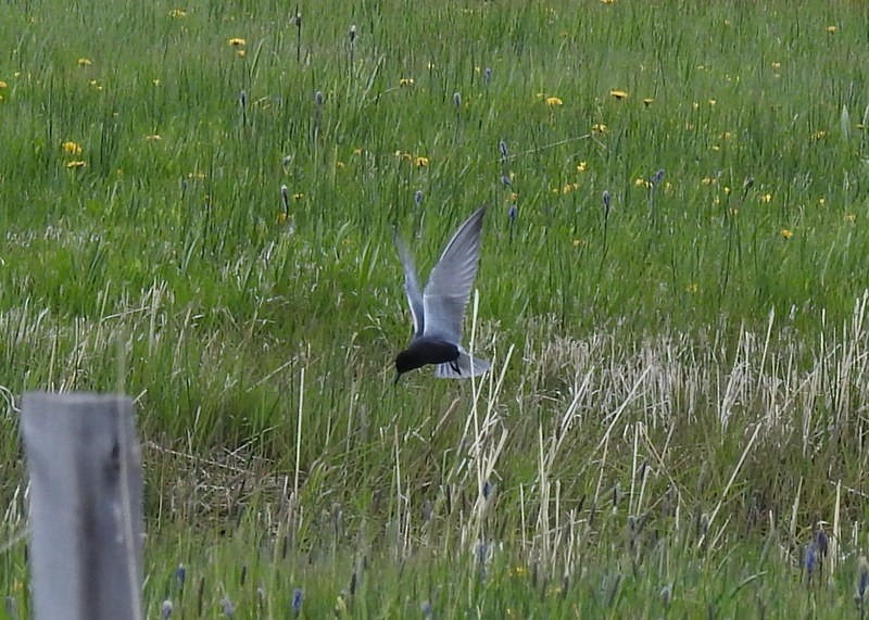 Black Tern - ML342410281