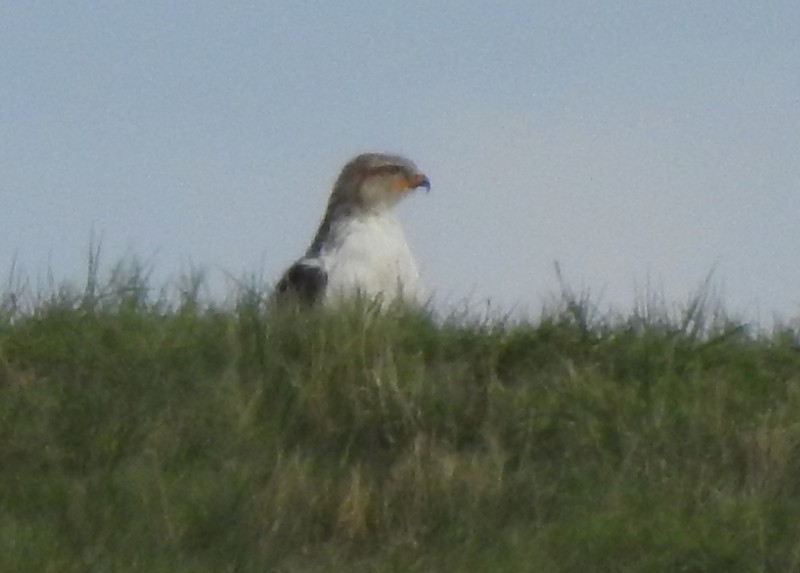 Ferruginous Hawk - Andy Frank