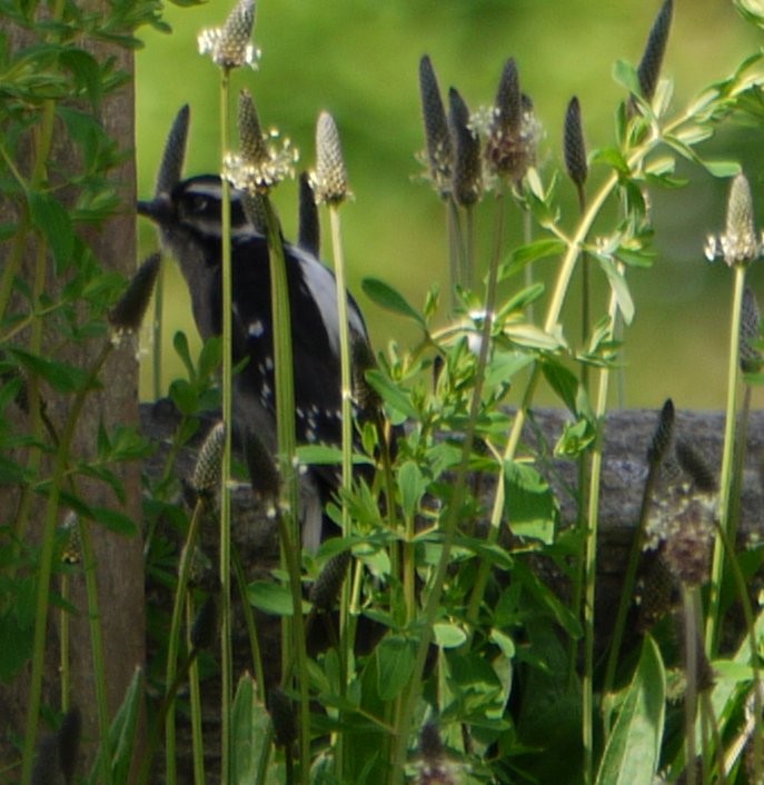 Downy Woodpecker - ML342410921