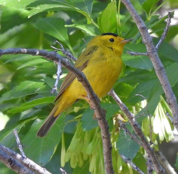 Wilson's Warbler - ML342417701