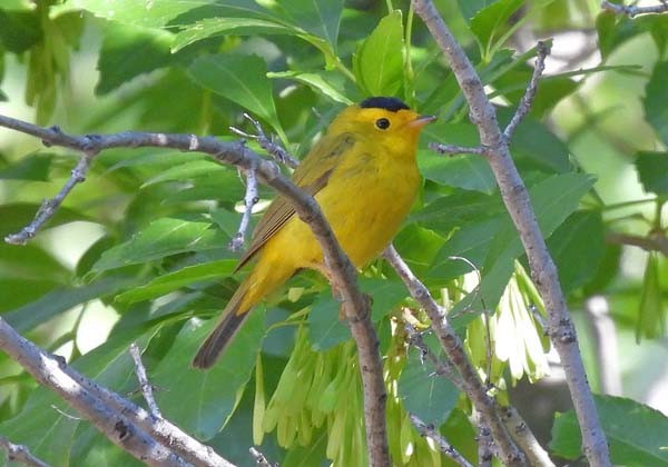 Wilson's Warbler - ML342417711
