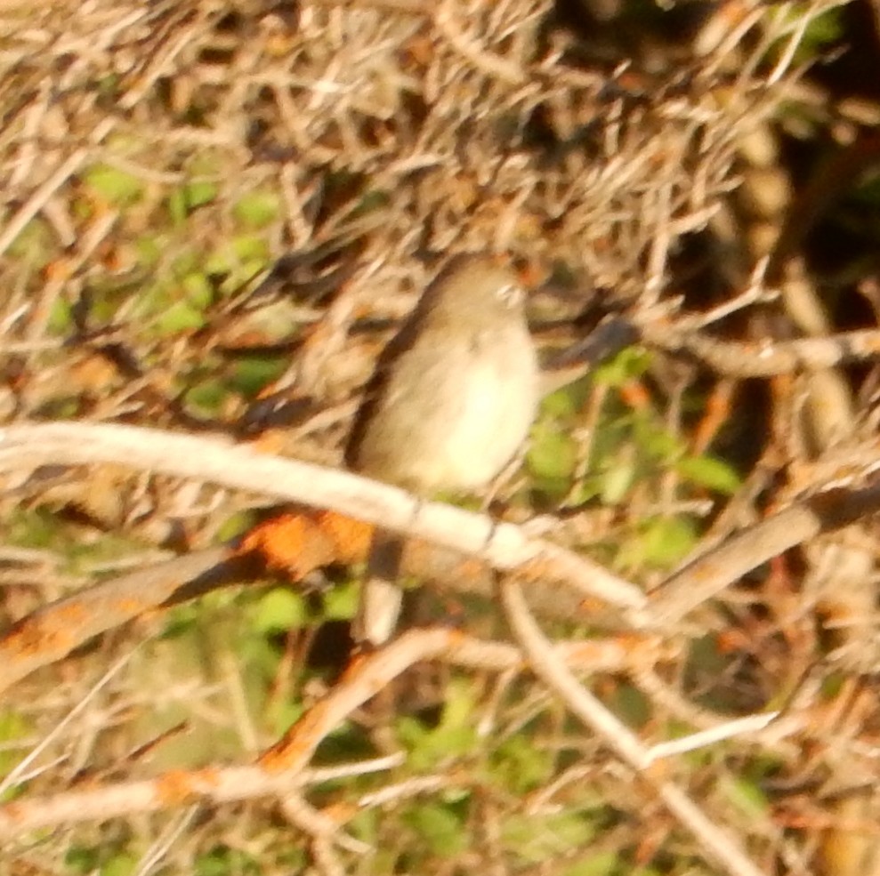 Least Flycatcher - ML342417831