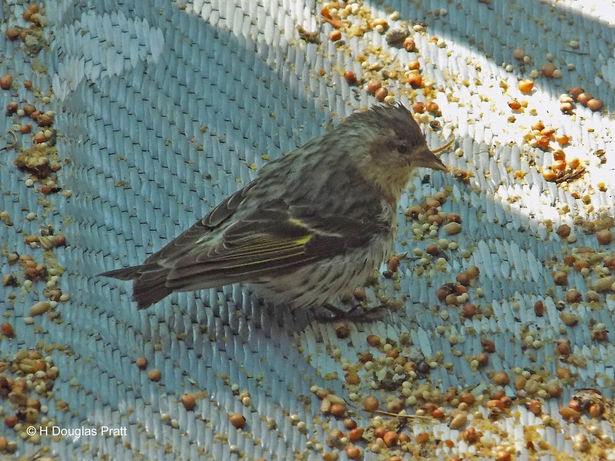 Чиж сосновий - ML342418321