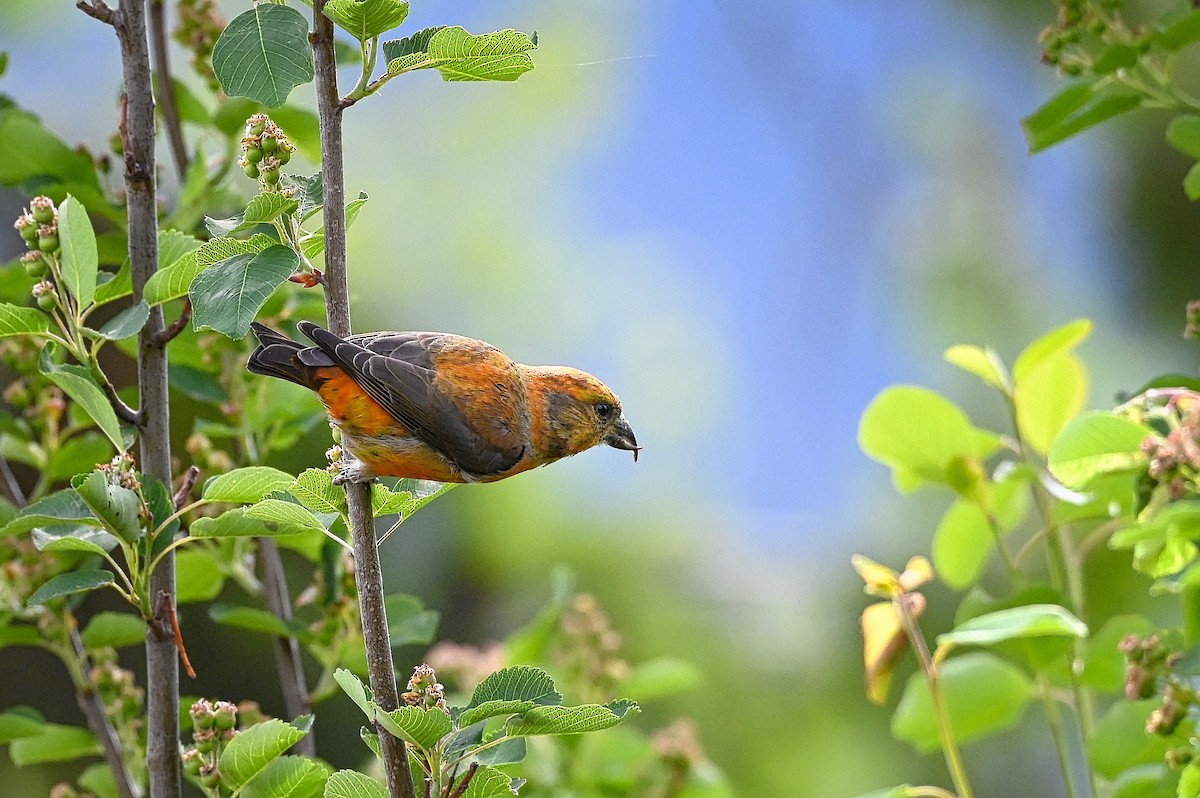 Red Crossbill - ML342419021