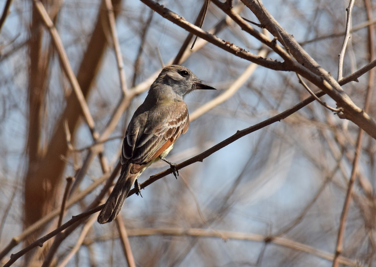 Myiarchus sp. - Ryan O'Donnell