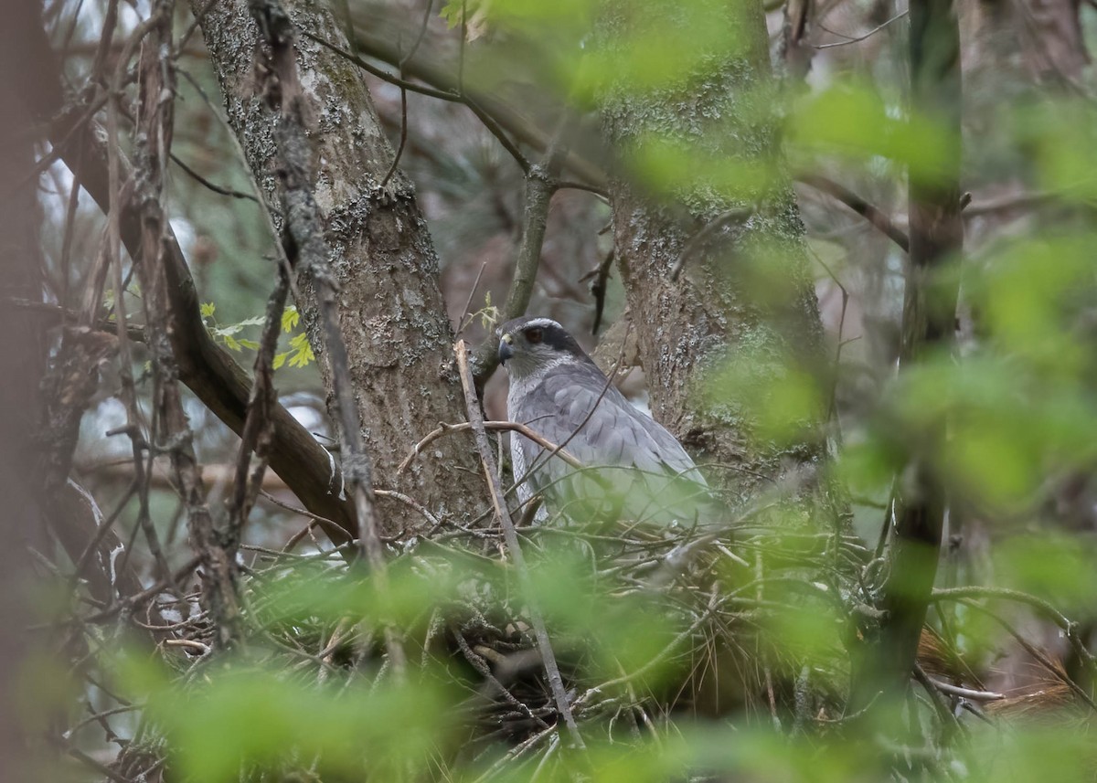 American Goshawk - ML342421601