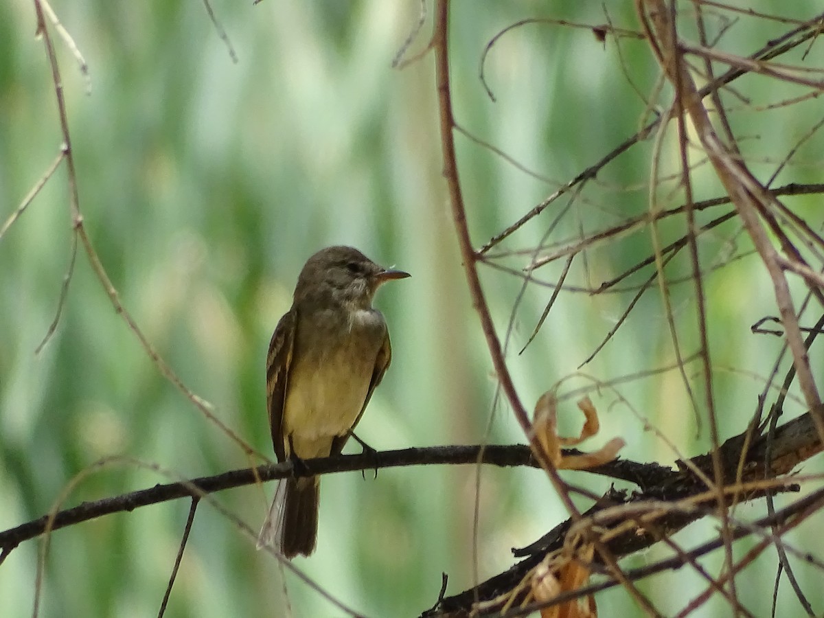 Willow Flycatcher - Amy Simmons