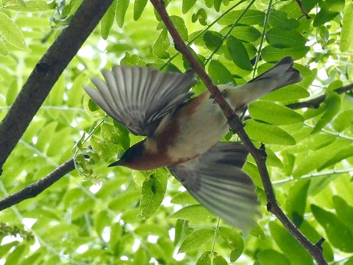 Bay-breasted Warbler - ML342424391