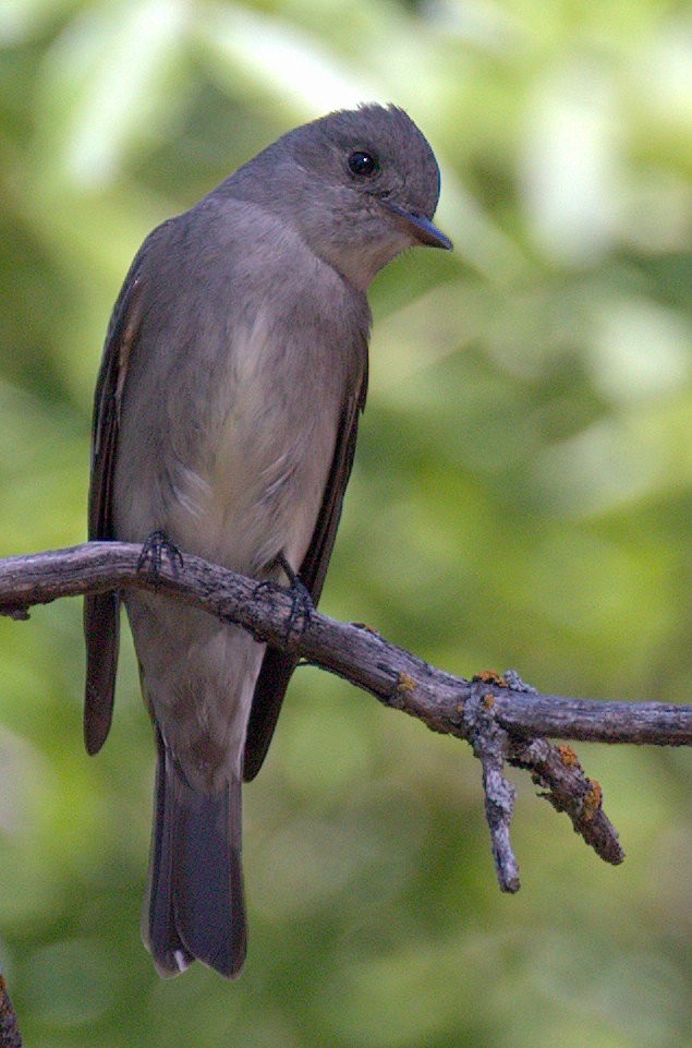 Western Wood-Pewee - ML342427041