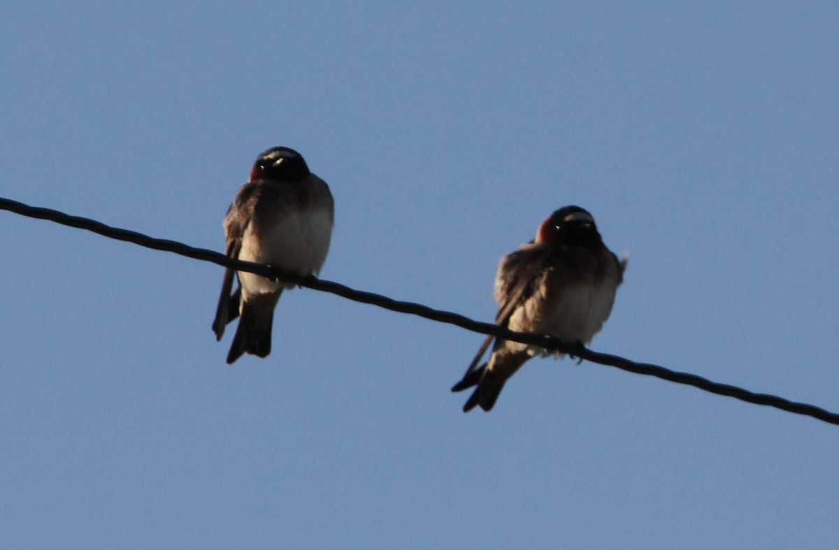 Cliff Swallow - ML342427221