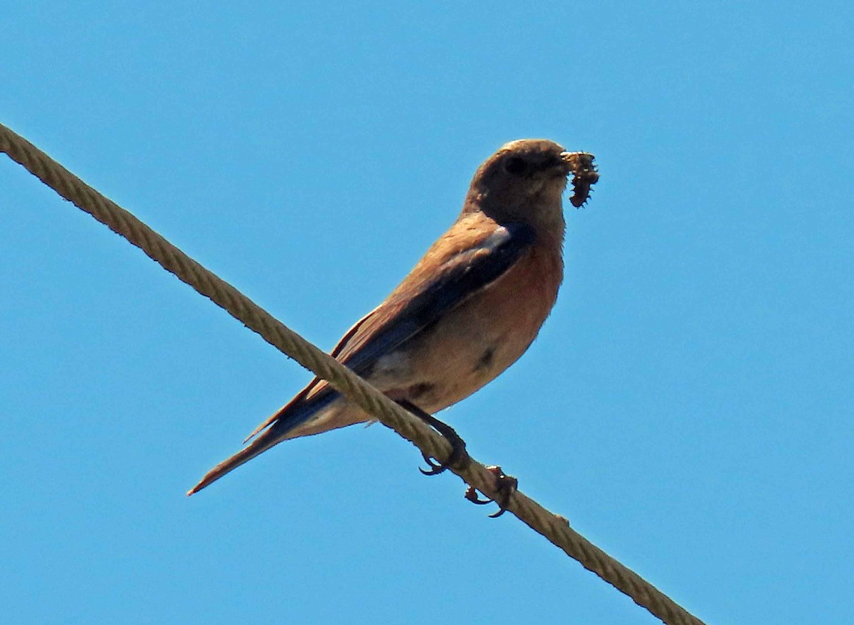 Western Bluebird - ML342429481