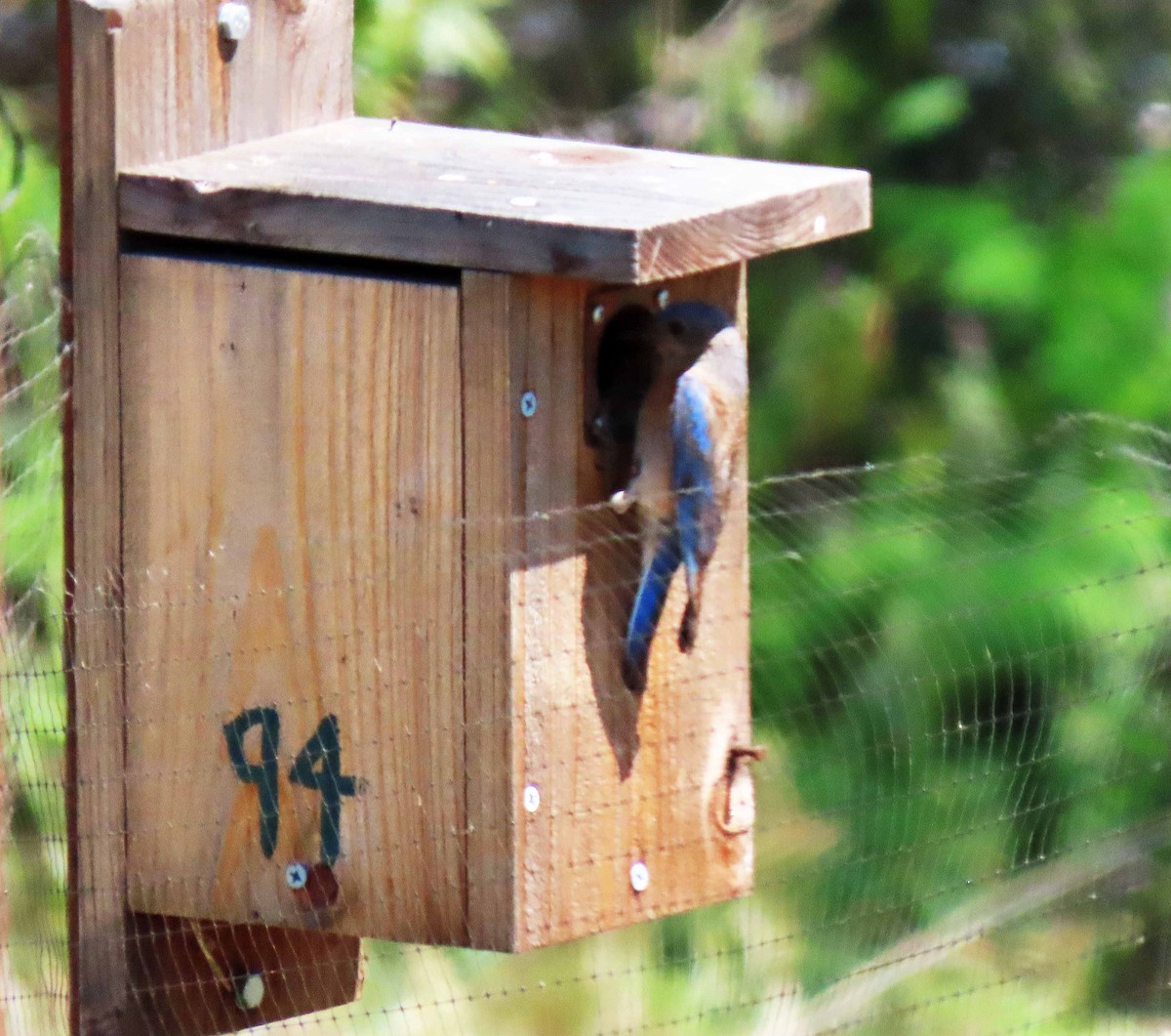 Western Bluebird - ML342429491