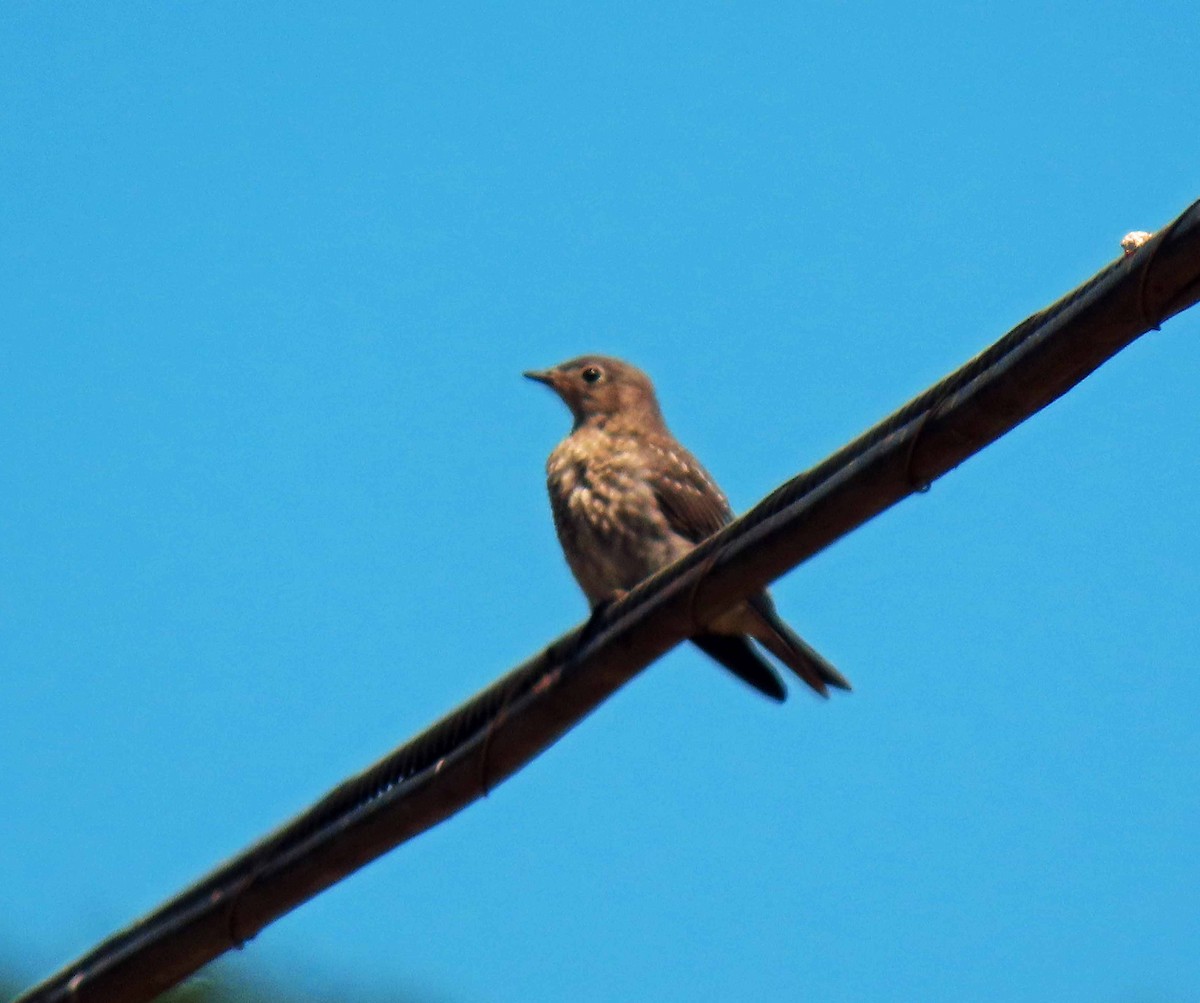 Western Bluebird - ML342429501