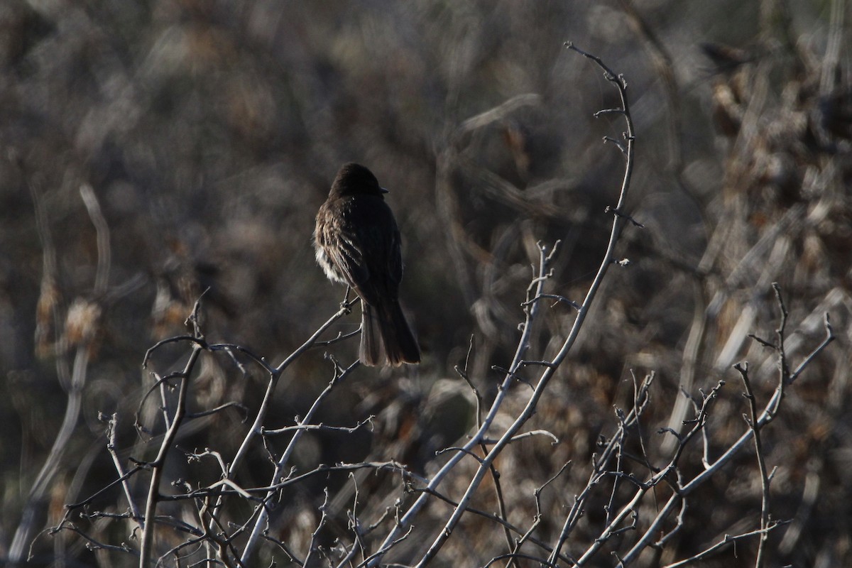 Black Phoebe - ML342432781