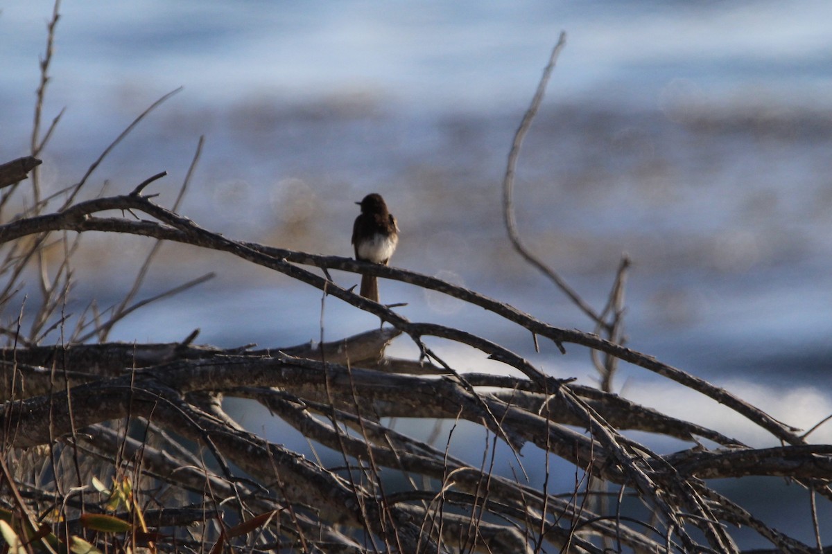 Black Phoebe - ML342432791