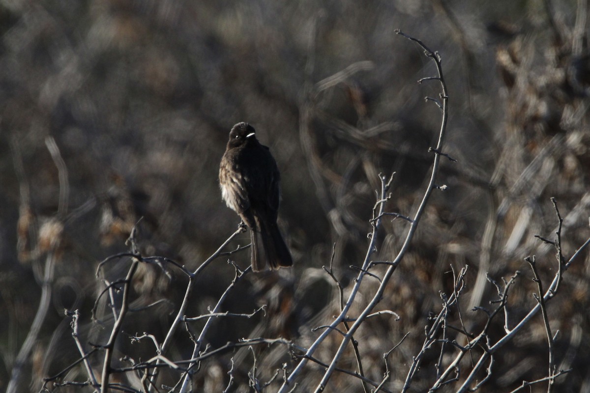 Black Phoebe - ML342432801