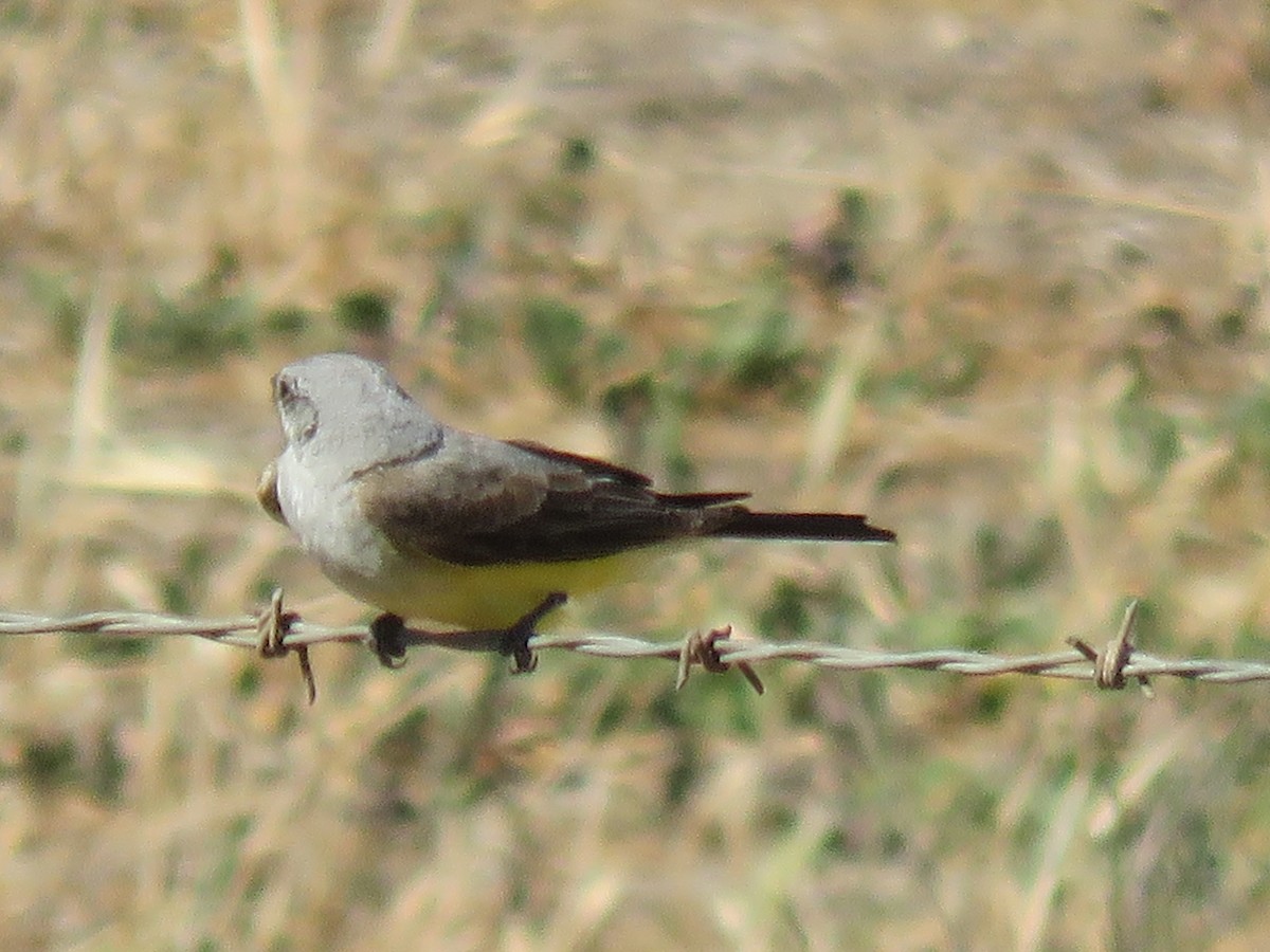 Western Kingbird - ML342435541